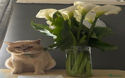 British Shorthair cats for sale: GCCF British Shorthair kittens - Image 3