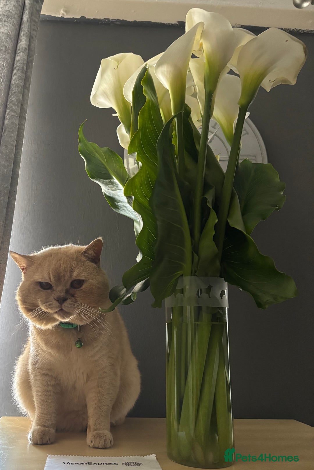 British Shorthair cats for sale: GCCF British Shorthair kittens - Image 3