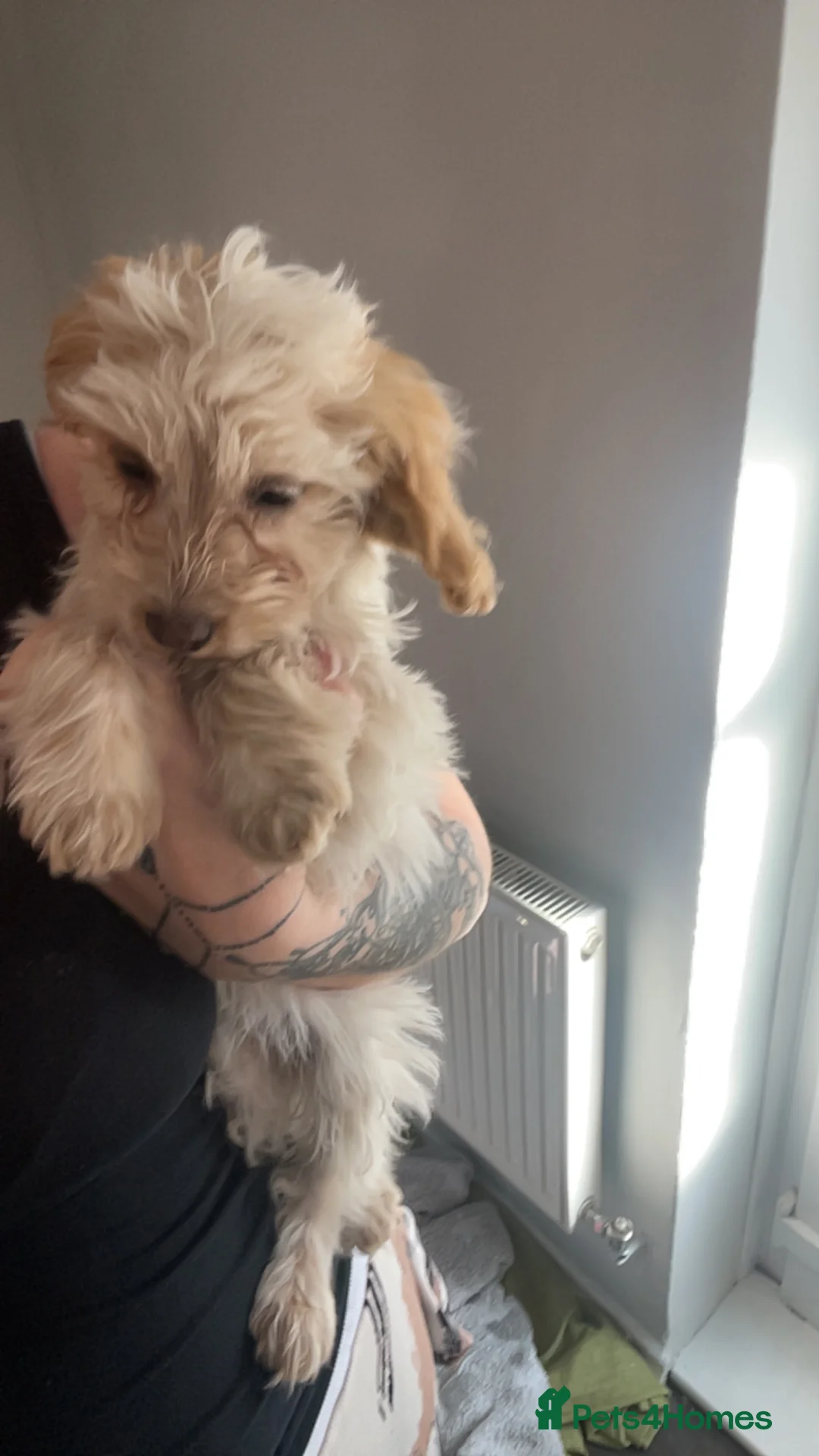 Cockapoo dogs for sale: Lemon roan bitch - Advert 3