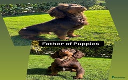 Cocker Spaniel dogs for sale: Extensively Health tested/KC REG Cocker Puppies - Image 14