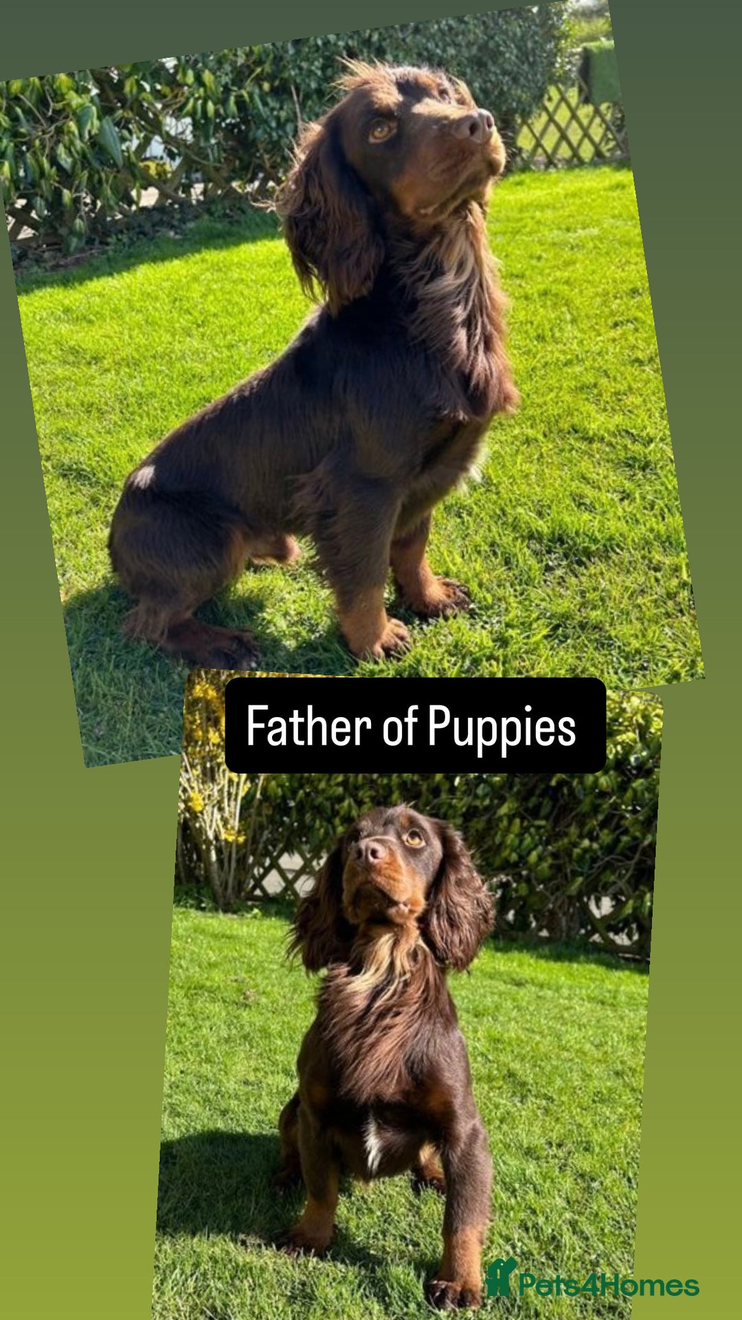 Cocker Spaniel dogs for sale: Extensively Health tested/KC REG Cocker Puppies - Image 14