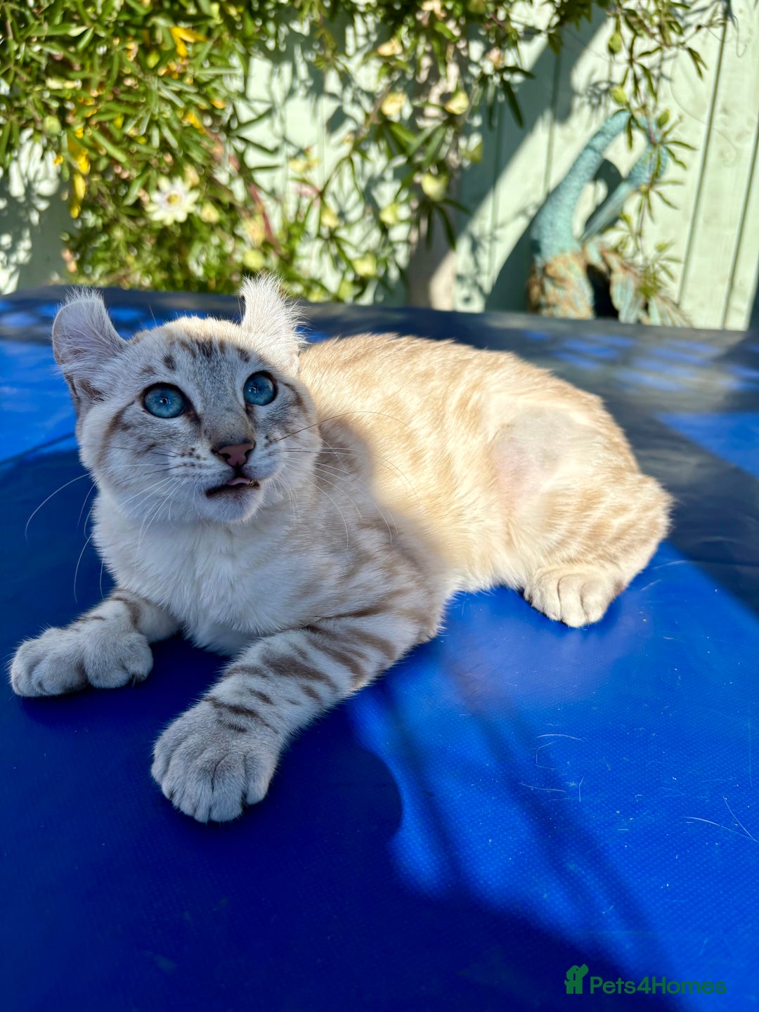 Keetso cats for sale: Breath taking polydactyl curled eared girl  - Image 20