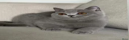 British Shorthair cats for sale: Beautiful boy  - Advert 2
