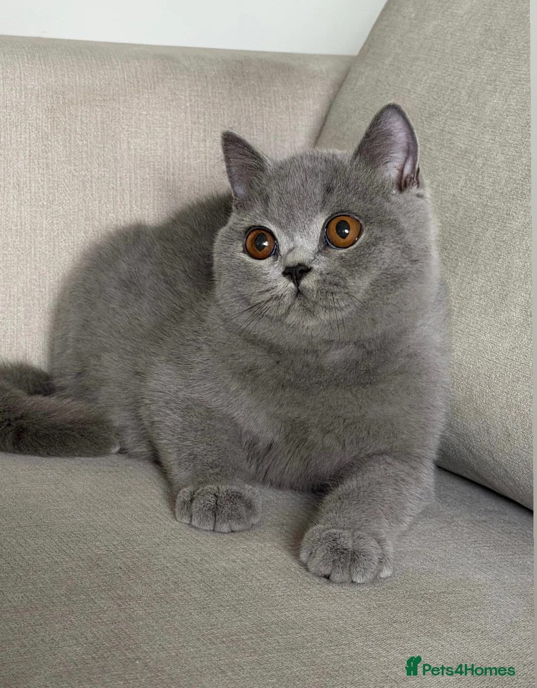 British Shorthair cats for sale: Beautiful boy  - Advert 2