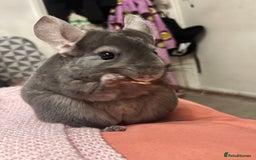 Chinchilla rodents for sale: 3 Year Old Chinchilla  - Image 3