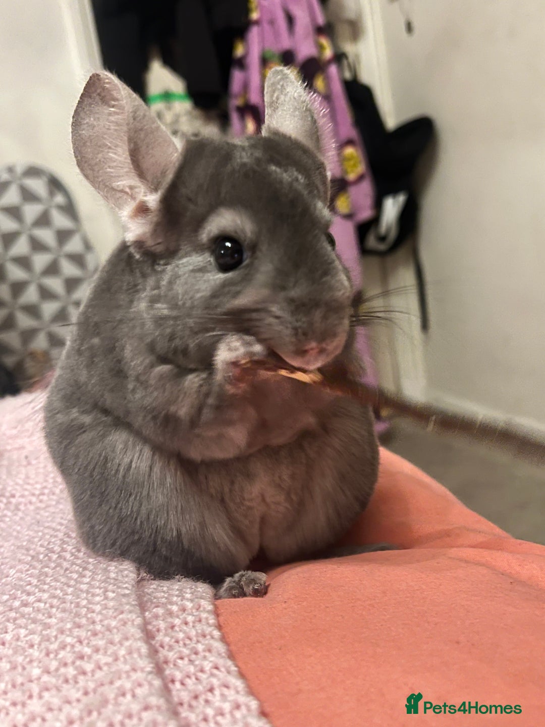 Chinchilla rodents for sale: 3 Year Old Chinchilla  - Image 3