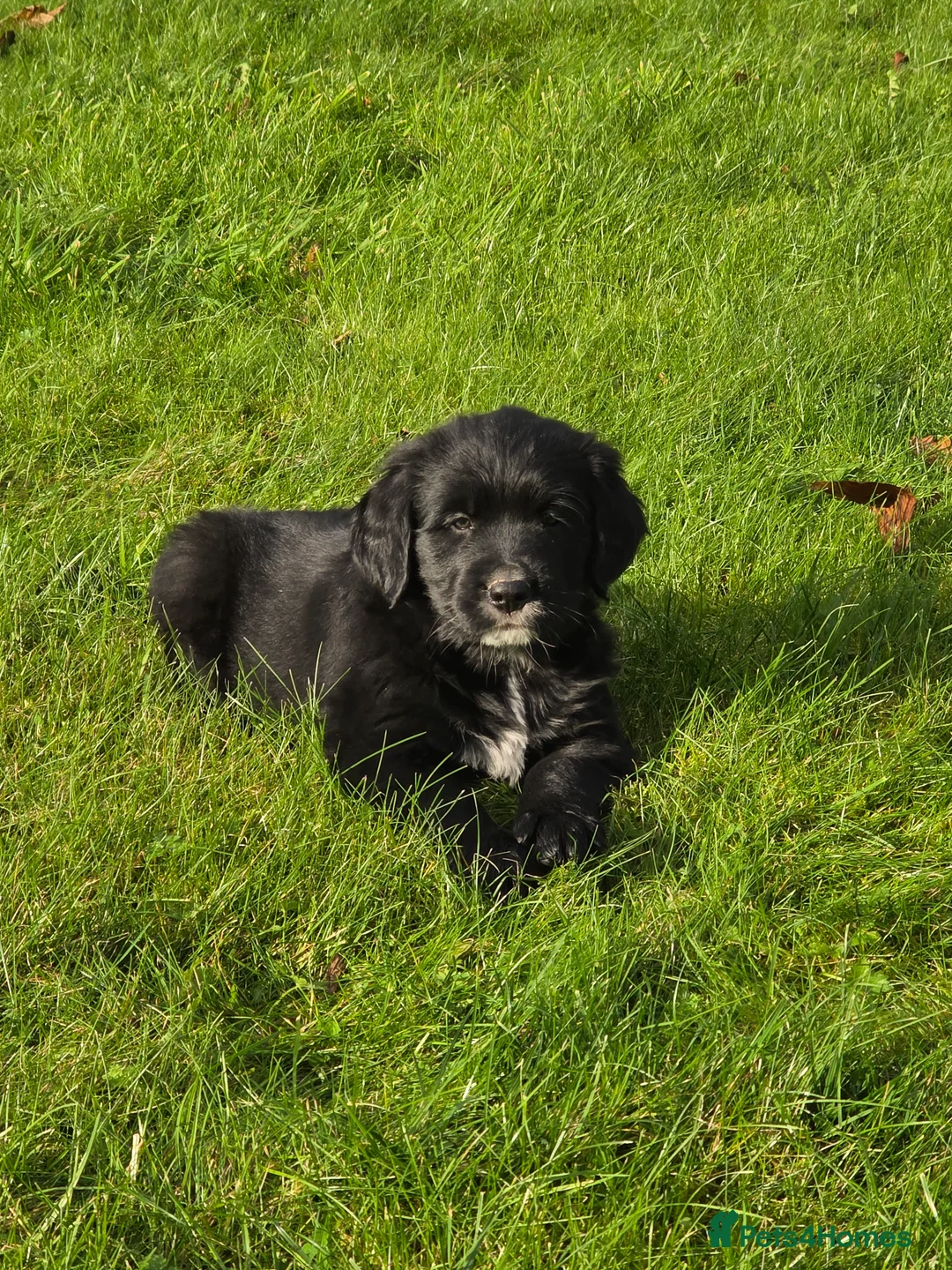 Mixed Breed dogs for sale: Stunning Golden Mountain pup's  - Advert 11