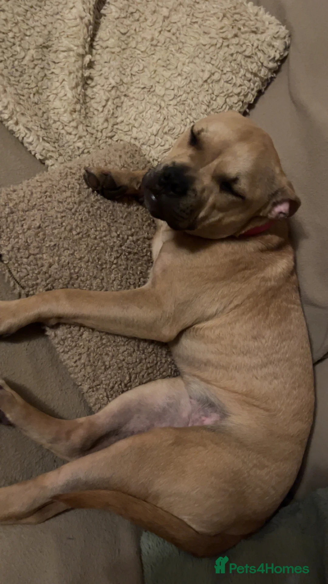 Mixed Breed dogs for sale: 6 month old puppy returned  - Advert 4