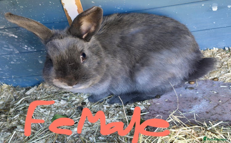 Mini Lop rabbits - Advert 13