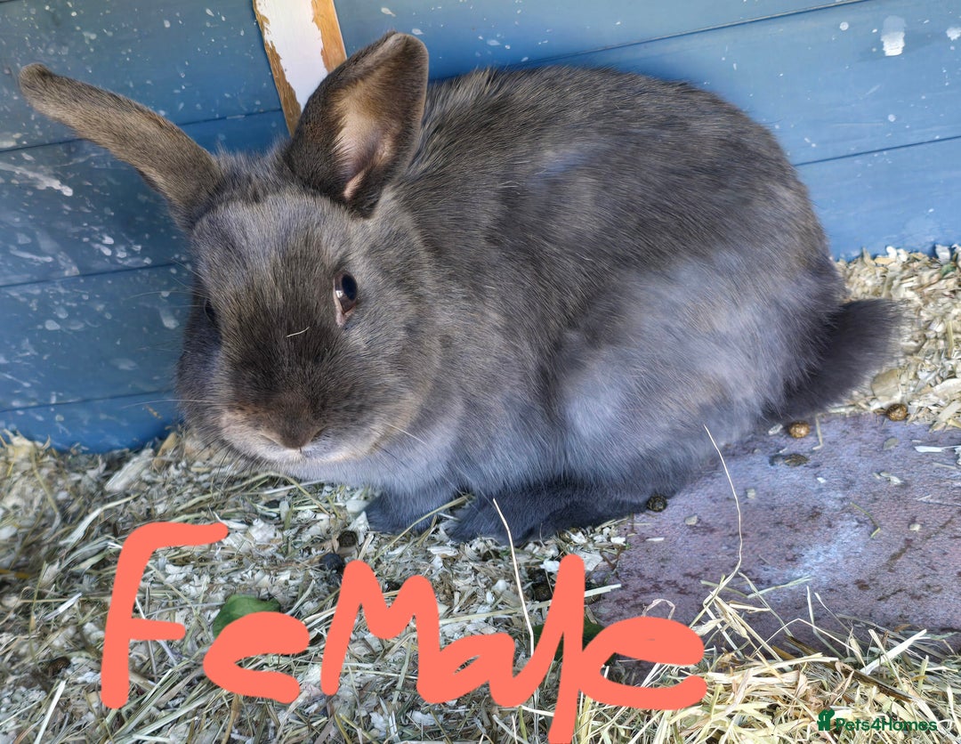 Mini Lop rabbits for sale: Paid of grey rabbits adoption - Image 2