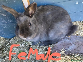 Mini Lop rabbits - Advert 30