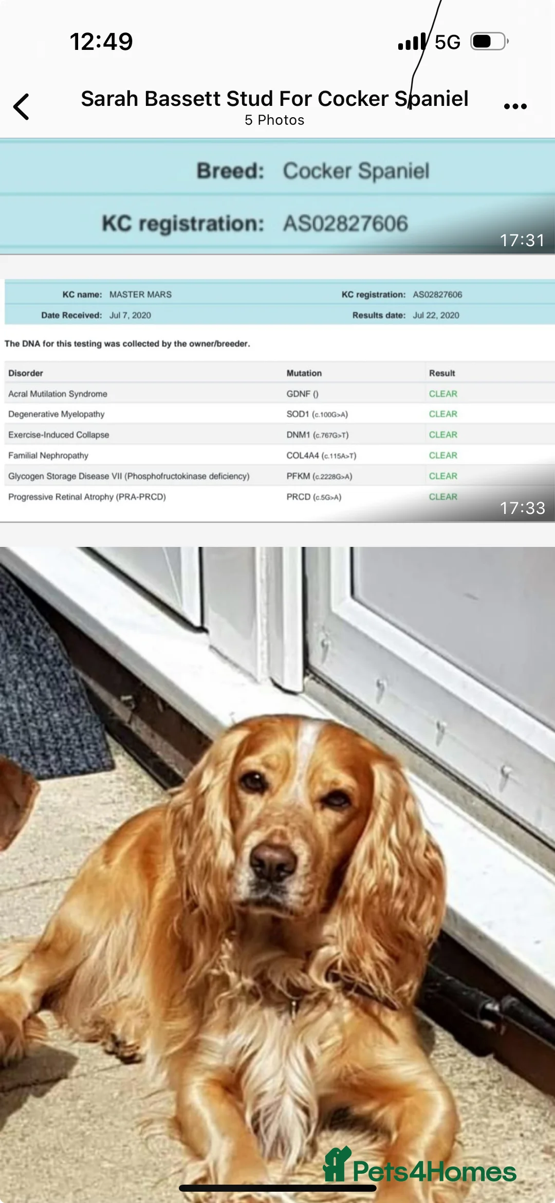 Cocker Spaniel dogs for sale: 1,500 - Advert 7