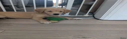 Golden Retriever dogs for sale: Beautiful KC registered Golden Retriever puppies  - Advert 3