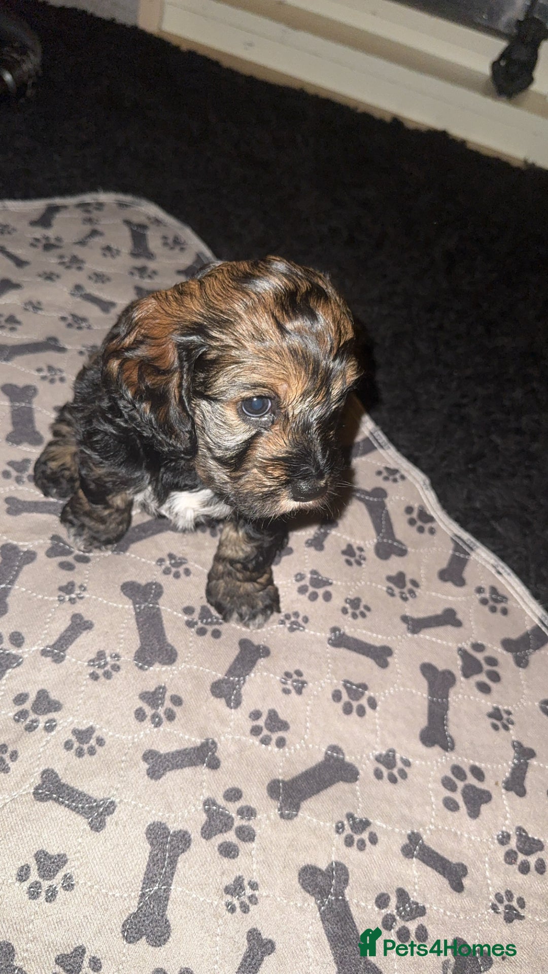 Cockapoo dogs for sale: black sable cockapoo girl  - Advert 2