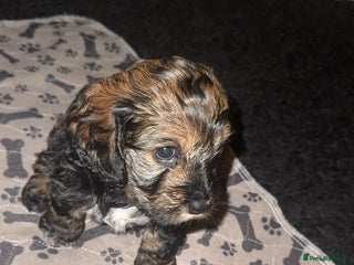 Cockapoo dogs - Advert 13