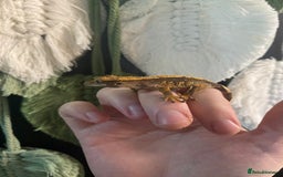 Gecko reptiles for sale: Crested Gecko babies - Image 1