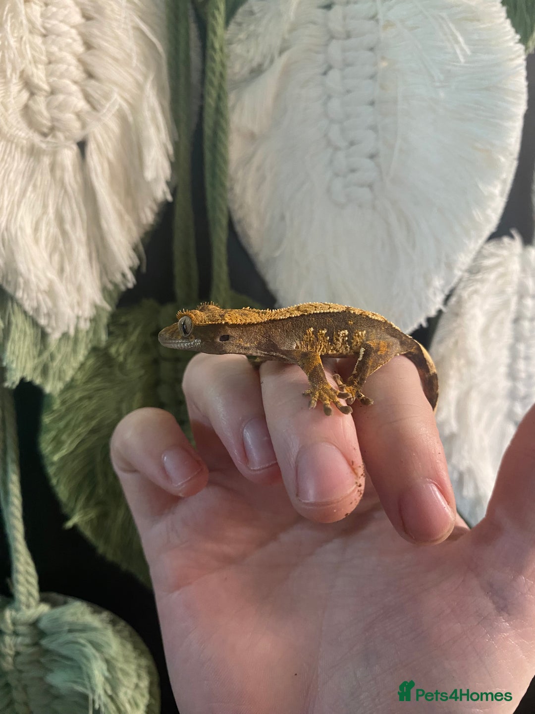 Gecko reptiles for sale: Crested Gecko babies - Image 1