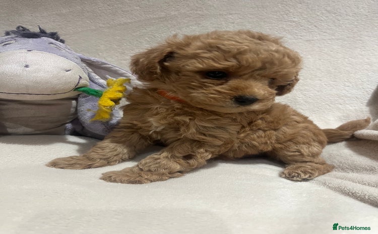 Maltipoo dogs Gorgeous Malshipoo - Advert 3