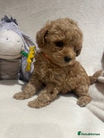 Maltipoo dogs Gorgeous Malshipoo - Advert 1