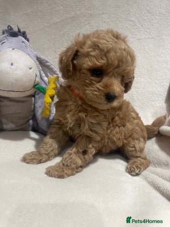 Maltipoo dogs Gorgeous Malshipoo - Advert 1