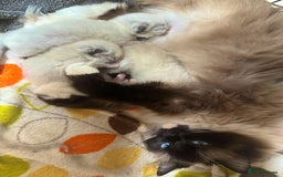 Ragdoll cats for sale: GCCF Sealpoint Mitted/Blue Lynx Ragdoll kittens - Image 26
