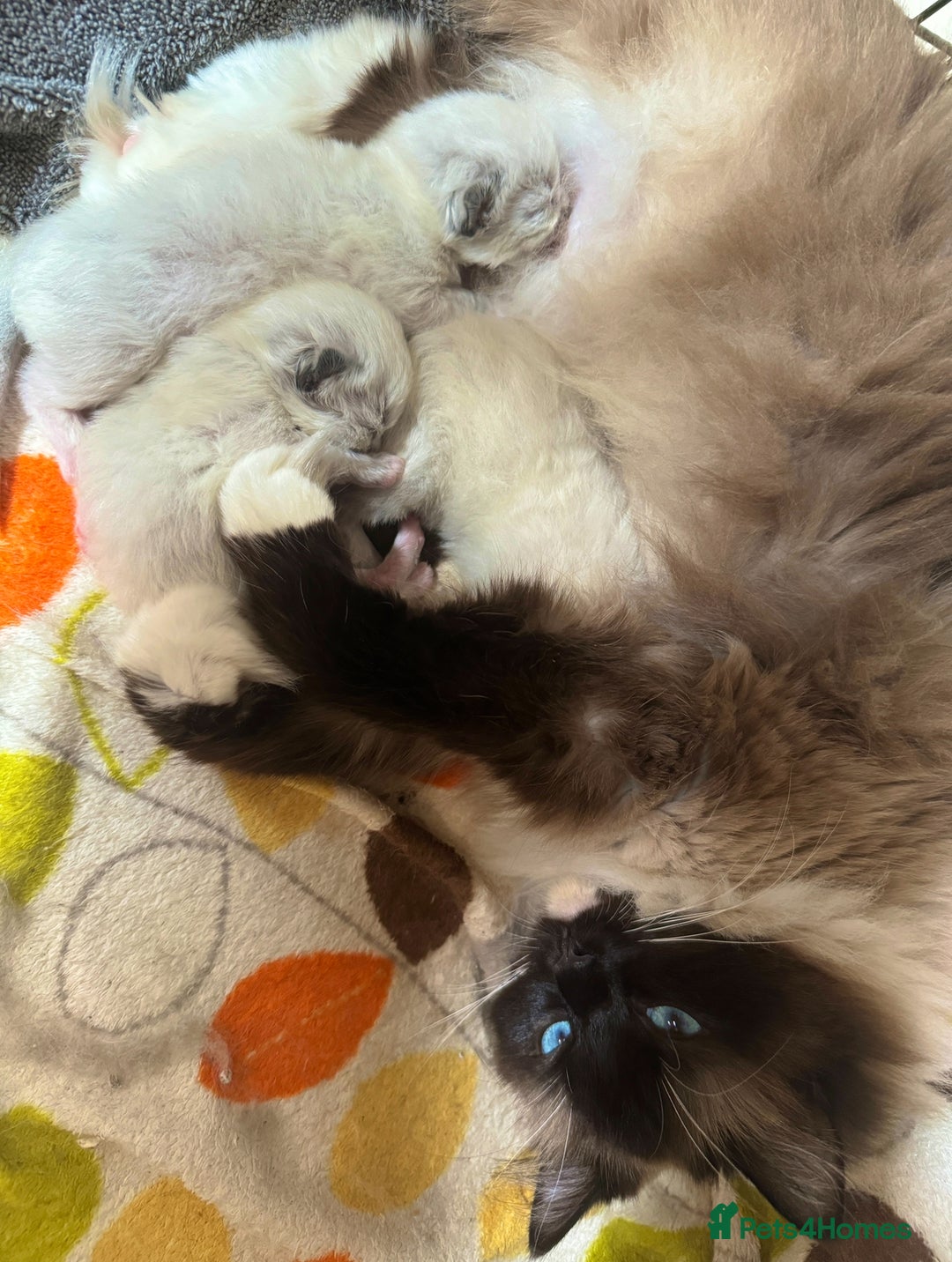 Ragdoll cats for sale: GCCF Sealpoint Mitted/Blue Lynx Ragdoll kittens - Image 26