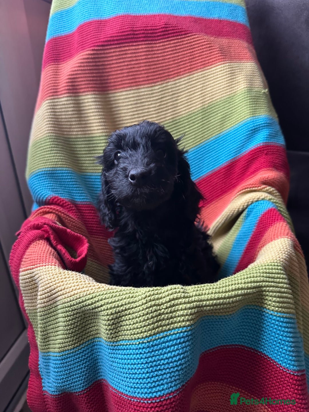 Cockapoo dogs for sale: Extensively health tested Cockapoo puppy’s  - Image 17