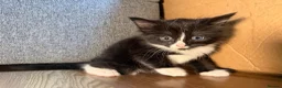 Korat cats for sale: Kittens Looking for Their Forever Homes - Advert 18