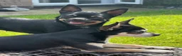Chihuahua dogs for sale: X2 chihuahua puppy’s 🩵🩷 - Advert 1