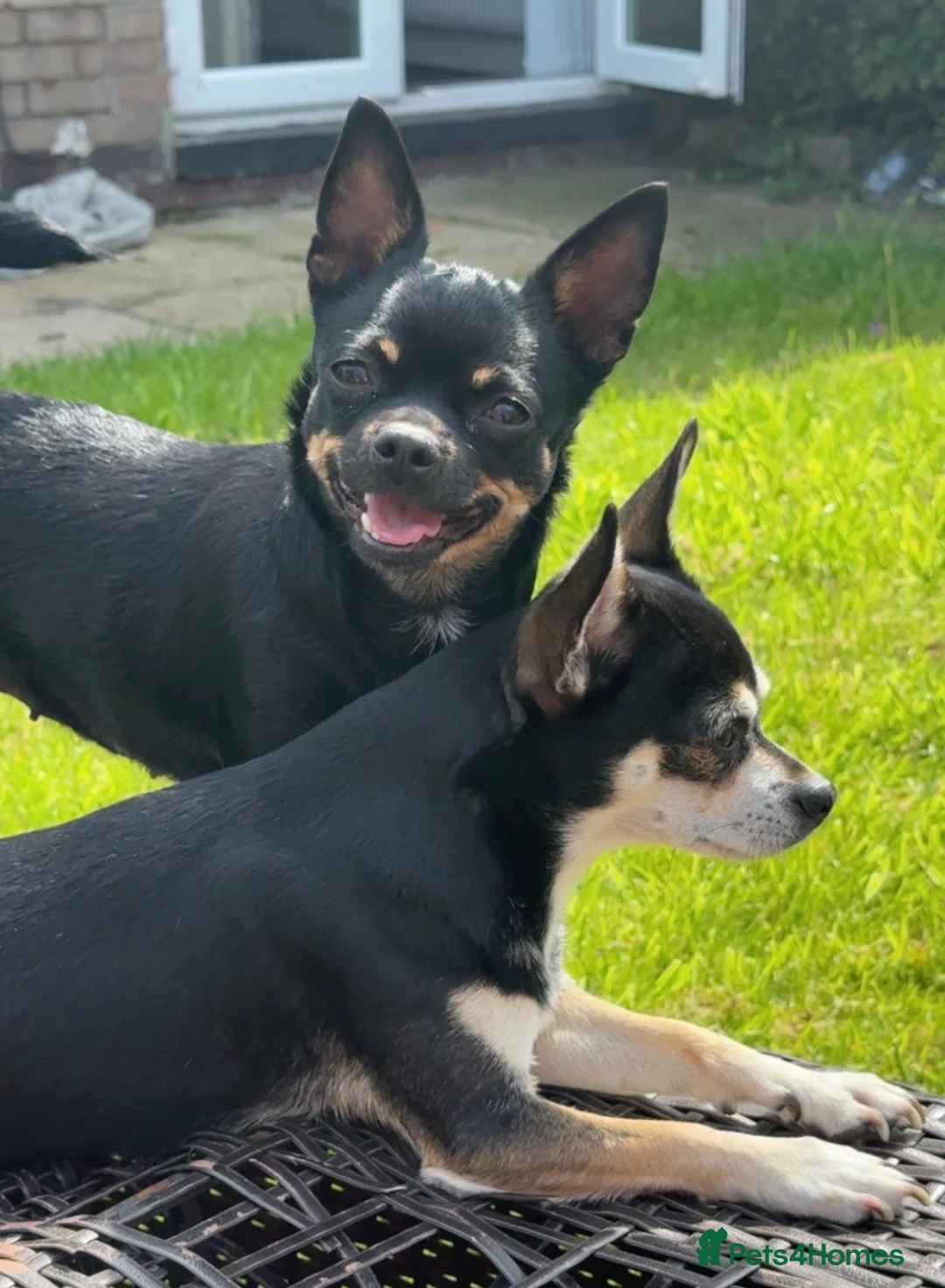 Chihuahua dogs for sale: X2 chihuahua puppy’s 🩵🩷 - Advert 1