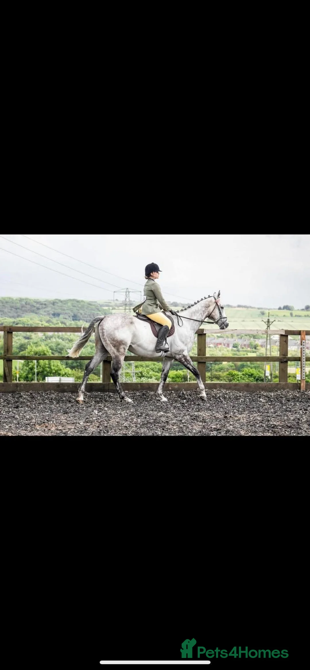 English Thoroughbred horses for sale: Safe allrounder gelding  - Advert 5
