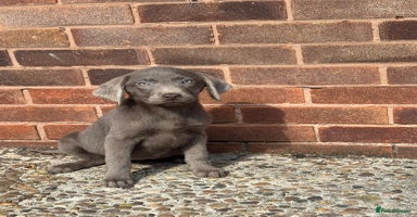 Labrador Retriever dogs - Advert 2