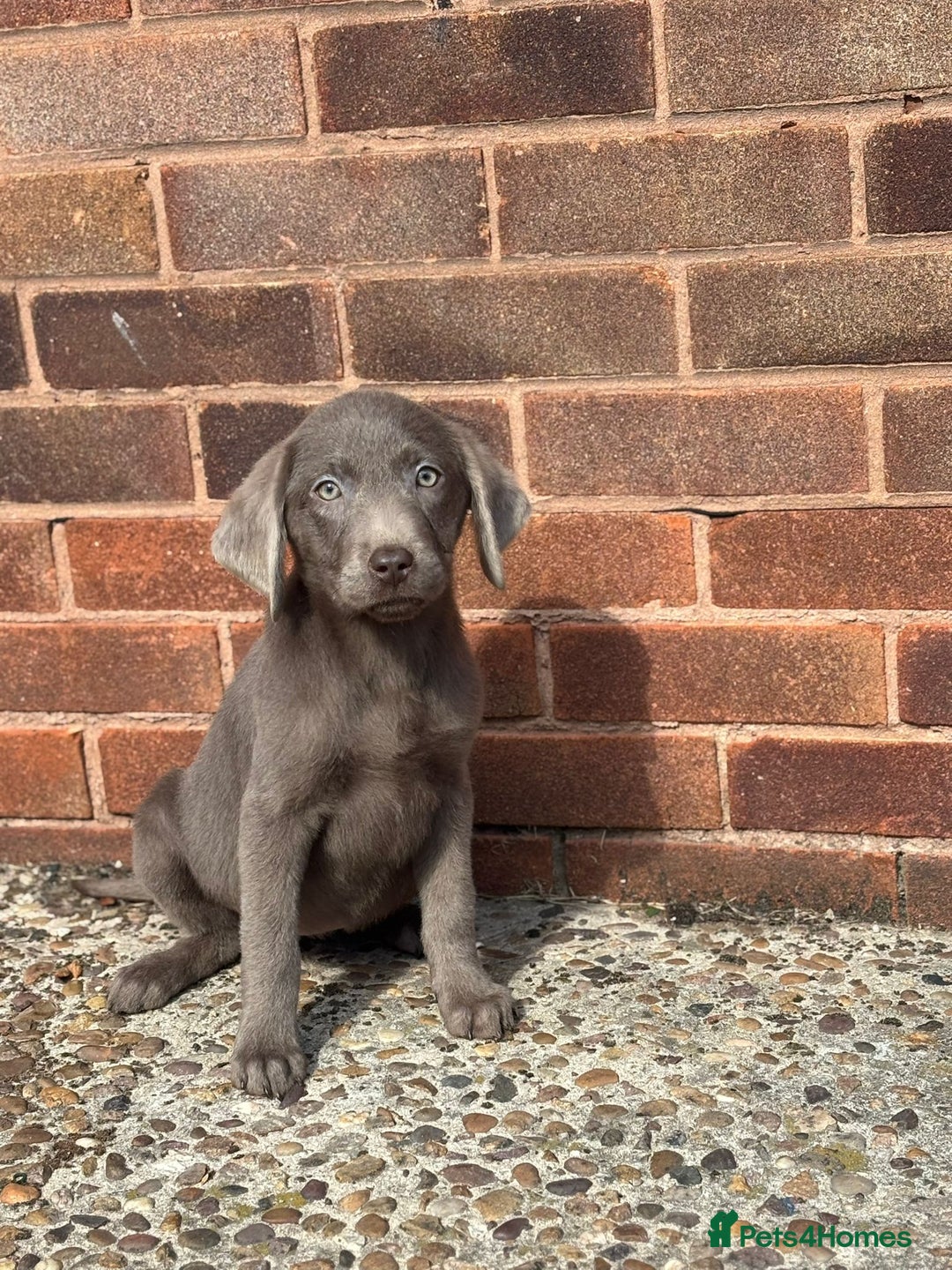 Labrador Retriever dogs for sale: Stunning sliver labradors  - Image 2