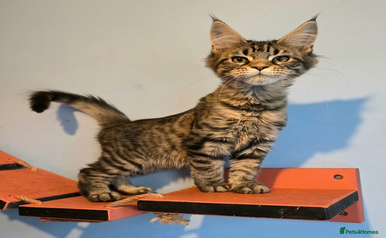 Maine Coon cats - Advert 4