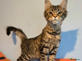Maine Coon cats - Advert 7