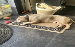 American Bully dogs for sale: Male Pocket Bully Lilac Mearl - Image 6