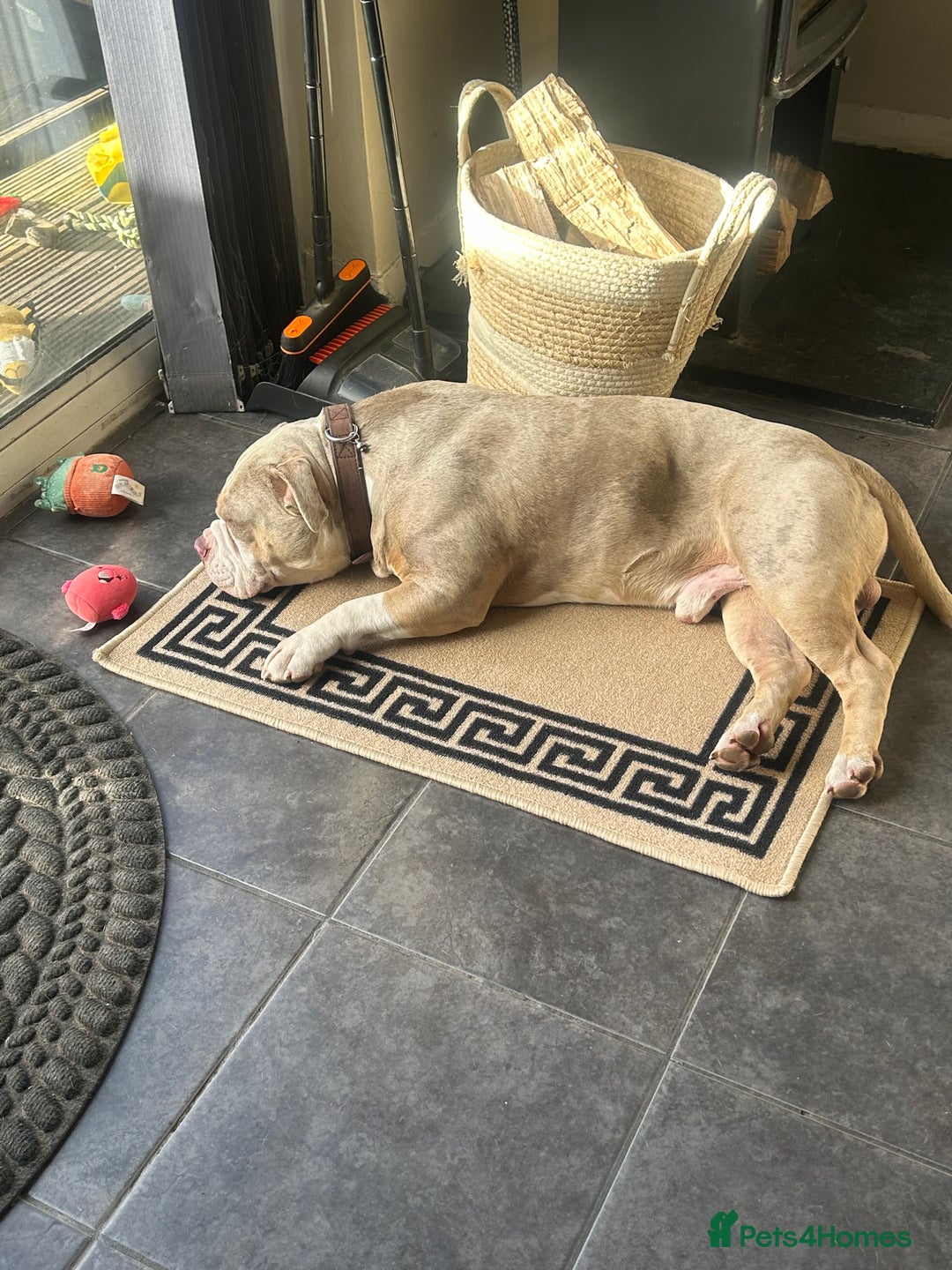American Bully dogs for sale: Male Pocket Bully Lilac Mearl - Image 6