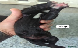 Cane Corso dogs for sale: Purebred champion bloodline cane corso puppies - Image 10