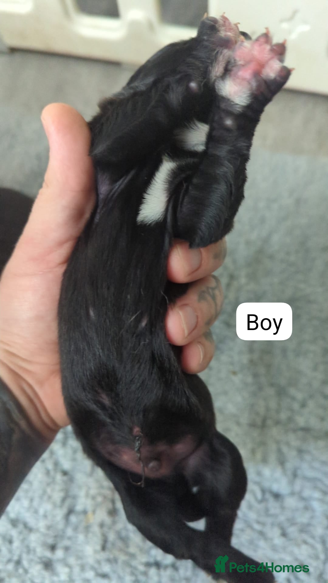 Cane Corso dogs for sale: Purebred champion bloodline cane corso puppies - Image 10