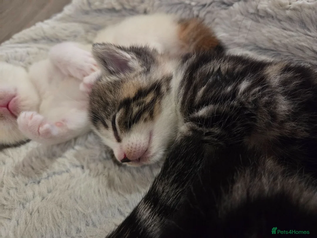 Mixed Breed cats for sale: 4 beautiful kittens  - Advert 2