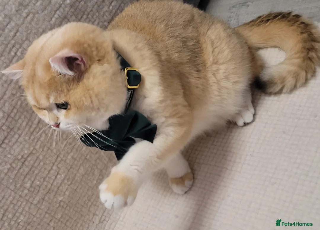 British Shorthair cats for stud: Pedigree Golden BSHstud, Emerald eyes, Active rg - Advert 9