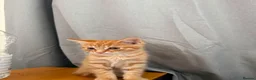 Mixed Breed cats for sale: 1/4 Bengal Fluffy Ginger Male Kitten - Advert 4