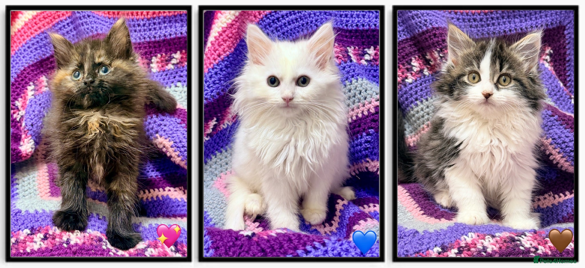 Maine Coon cats 💖 MAINE COON X RAGDOLL *PARENTS HEALTH TESTED* 💖 - Advert 1