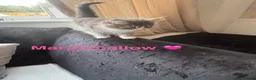 Maine Coon cats for sale: Maine coone x British short hair kittens - Advert 3