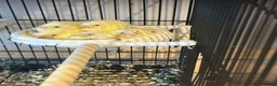 Canaries birds for sale: Waterslager canaries  in Bedford - Advert 3