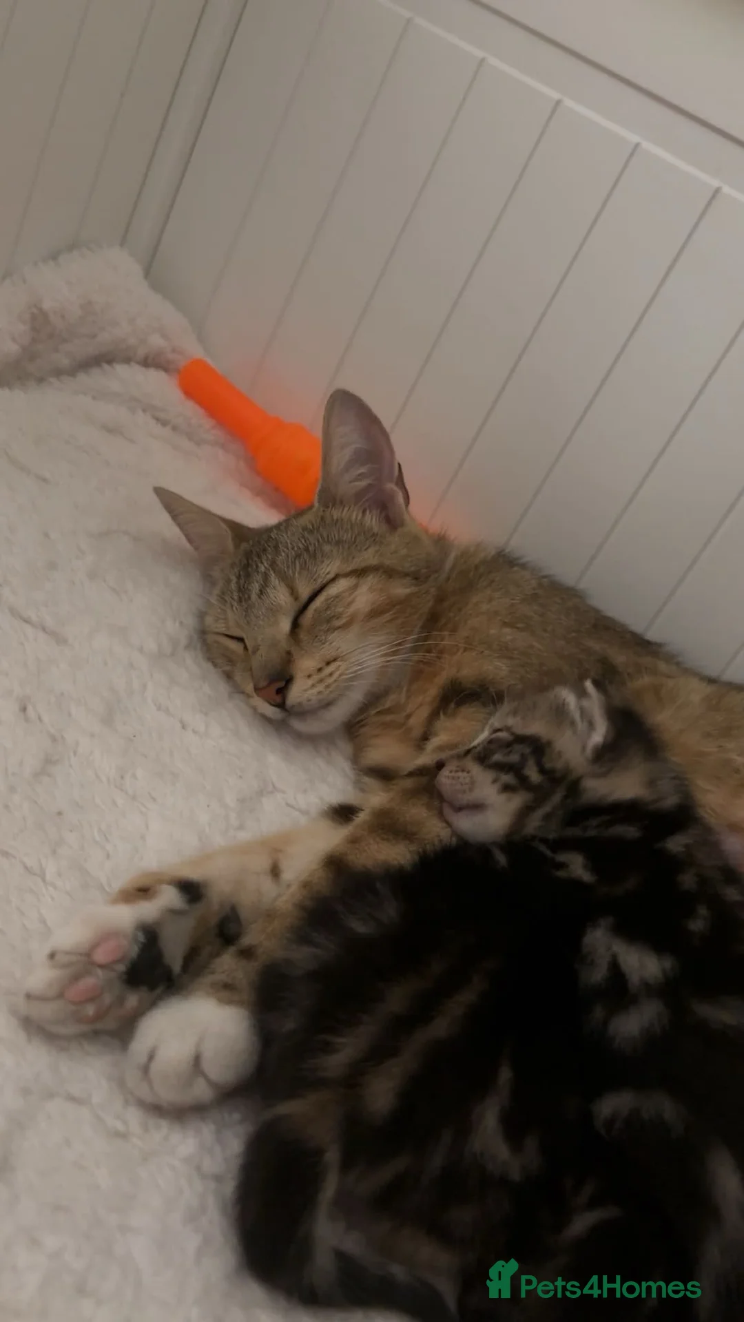 Mixed Breed cats for sale: 6 kittens 4 girls / 2 boys  in Birmingham - Advert 1
