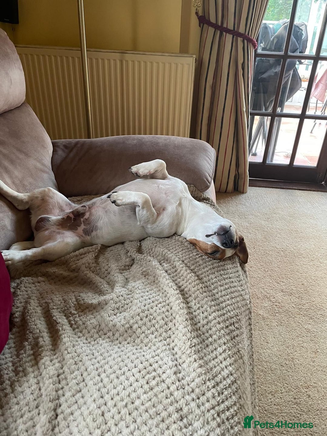 Jack Russell dogs for sale: stunning Jack Russell puppies  - Advert 7