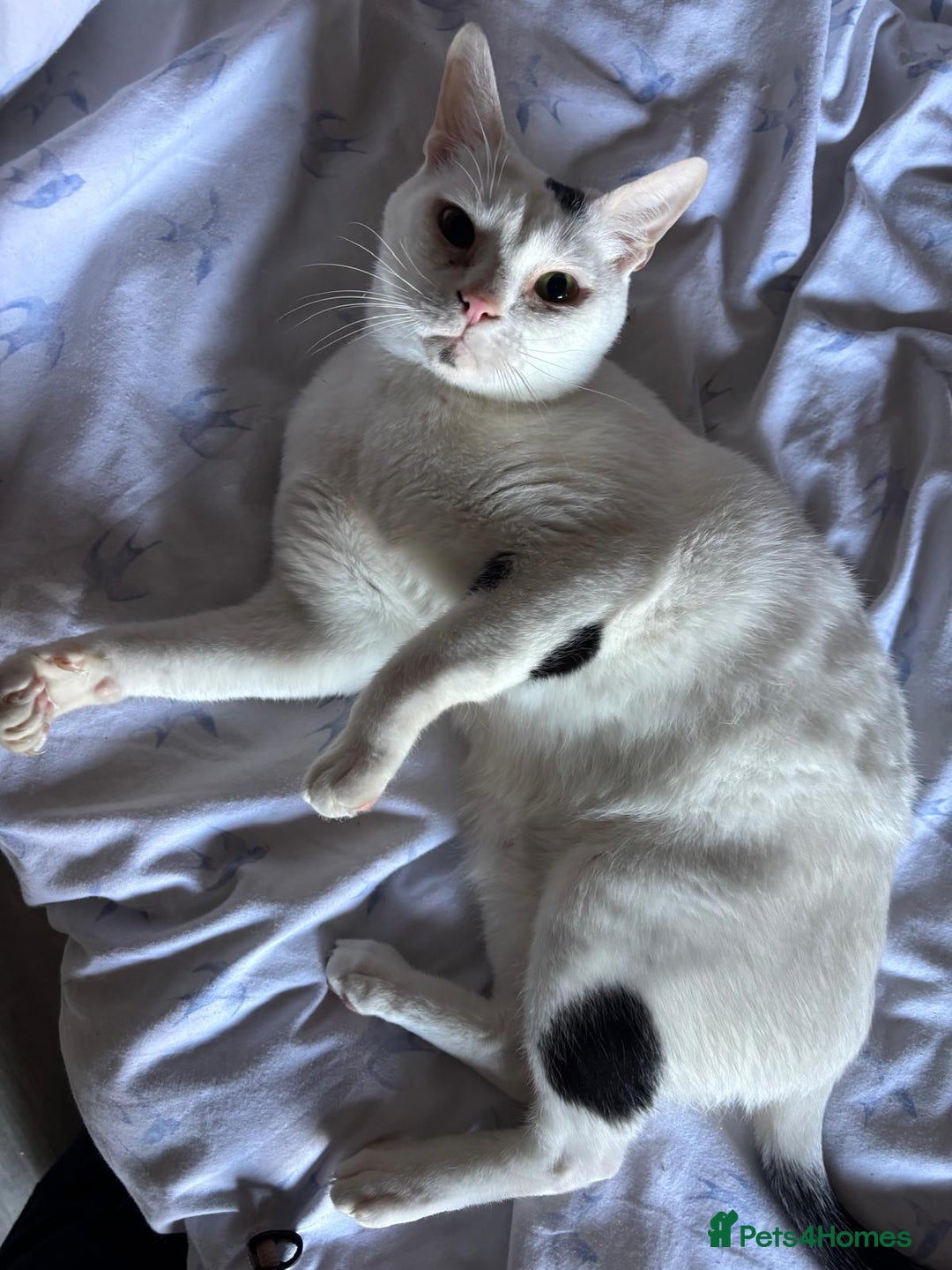 Arabian Mau cats for sale: Zayn & Rafa - Rescue Arabian Maus - Image 13