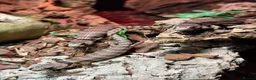 Skink reptiles for sale: Baby pink tongue skinks cheapest in the uk!! - Advert 5