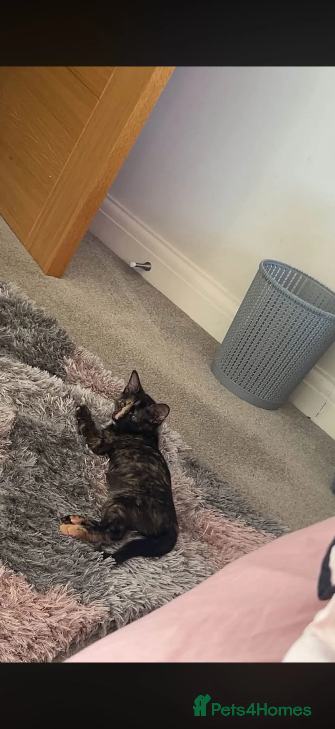 Siamese cats for sale: Kitten 4 months old  - Advert 1